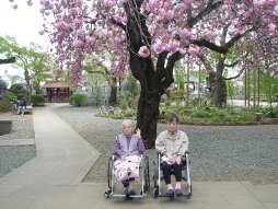 お花見の様子２