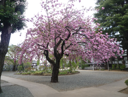 お花見の様子